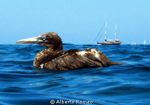 This is a Juv. Gannet  that I meet yesterday in the end o... by Alberto Romeo 